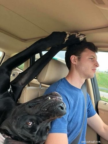 17 Adorable Dog Photos Guaranteed to Brighten Your Day