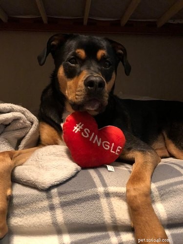 17 Adorable Dog Photos Guaranteed to Brighten Your Day