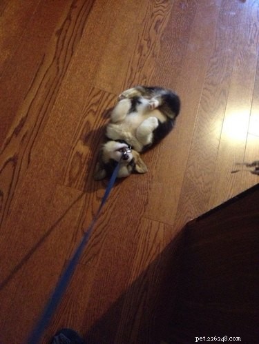 17 Adorable Dog Photos Guaranteed to Brighten Your Day