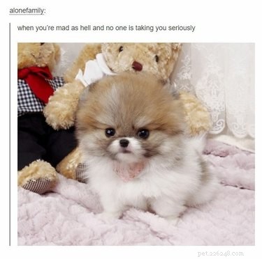 17 Adorable Dog Photos Guaranteed to Brighten Your Day