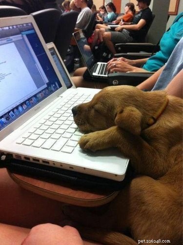 17 Adorable Dog Photos Guaranteed to Brighten Your Day