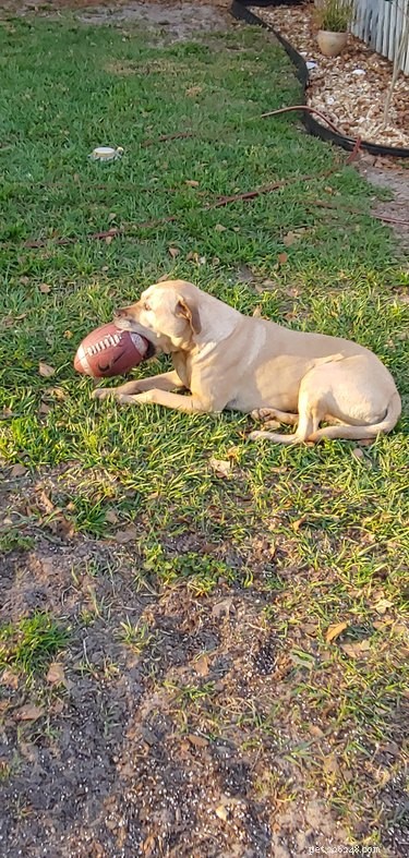 17 Adorable Dog Photos Guaranteed to Brighten Your Day