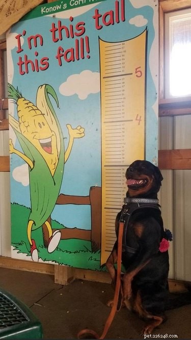 17 Adorable Dog Photos Guaranteed to Brighten Your Day