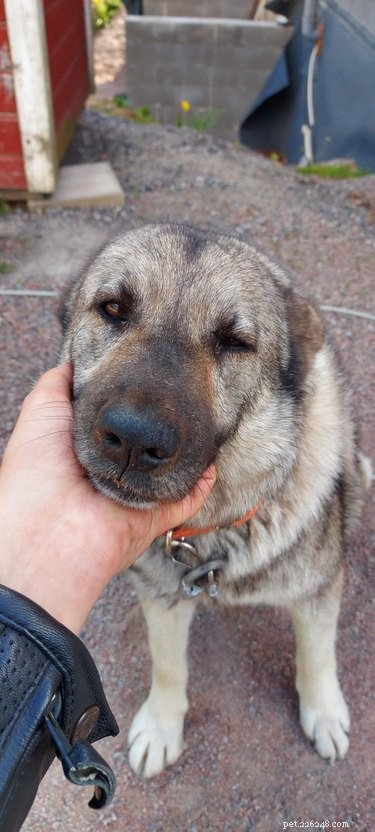17 Adorable Dog Photos Guaranteed to Brighten Your Day