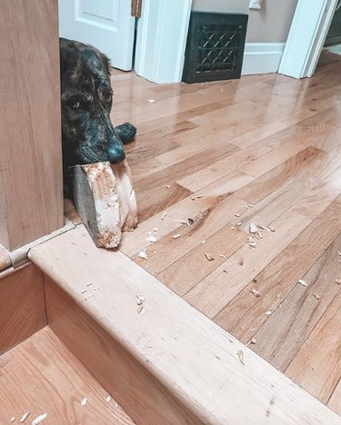 19 Dogs Likely to Get into Trouble: What Owners Need to Know