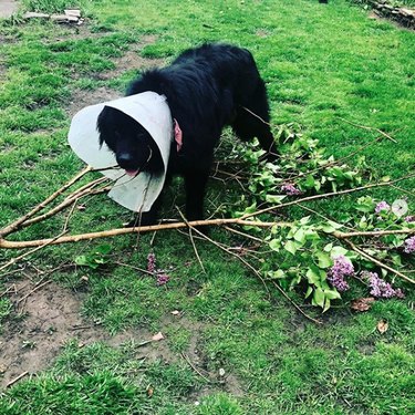 19 Dogs Likely to Get into Trouble: What Owners Need to Know
