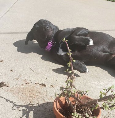 19 Dogs Likely to Get into Trouble: What Owners Need to Know