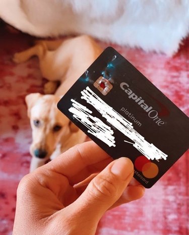 19 Dogs Likely to Get into Trouble: What Owners Need to Know