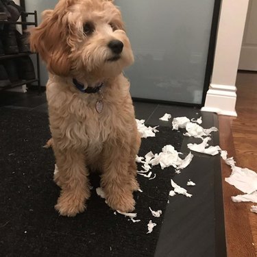 19 Dogs Likely to Get into Trouble: What Owners Need to Know