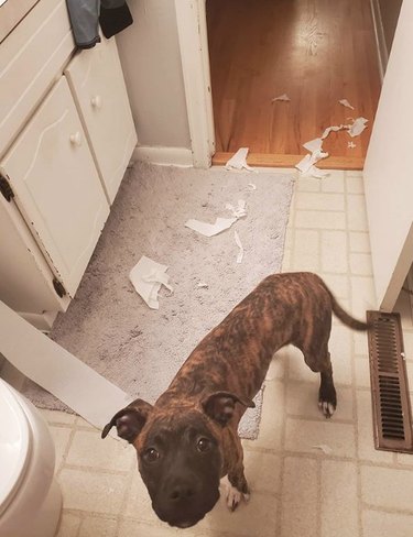 19 Dogs Likely to Get into Trouble: What Owners Need to Know