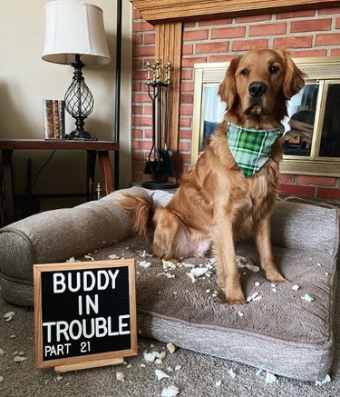 19 Dogs Likely to Get into Trouble: What Owners Need to Know