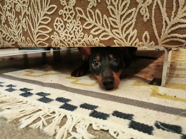 19 Dogs Likely to Get into Trouble: What Owners Need to Know