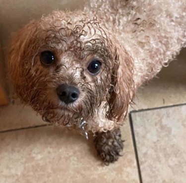 19 Dogs Likely to Get into Trouble: What Owners Need to Know