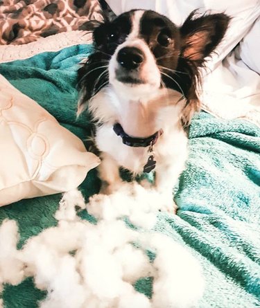 19 Dogs Likely to Get into Trouble: What Owners Need to Know