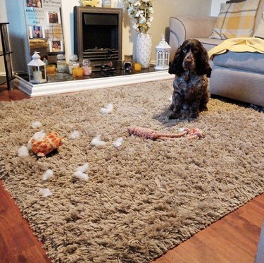 19 Dogs Likely to Get into Trouble: What Owners Need to Know