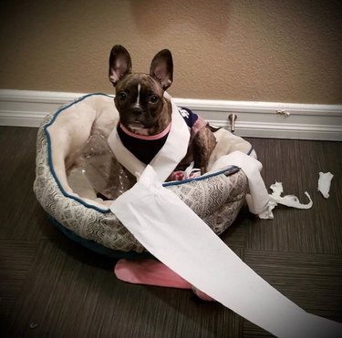 19 Dogs Likely to Get into Trouble: What Owners Need to Know