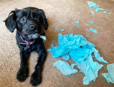 19 Dogs Likely to Get into Trouble: What Owners Need to Know