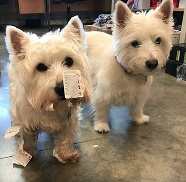 19 Dogs Likely to Get into Trouble: What Owners Need to Know