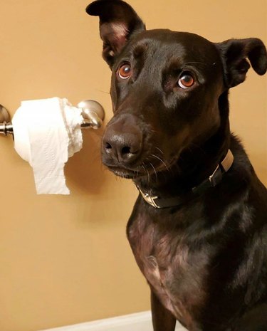 19 Dogs Likely to Get into Trouble: What Owners Need to Know