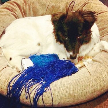 19 Dogs Likely to Get into Trouble: What Owners Need to Know