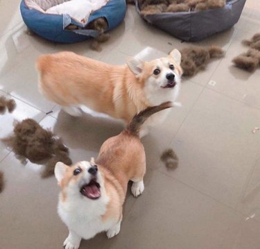 19 Dogs Likely to Get into Trouble: What Owners Need to Know