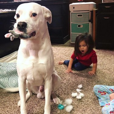 19 Dogs Likely to Get into Trouble: What Owners Need to Know