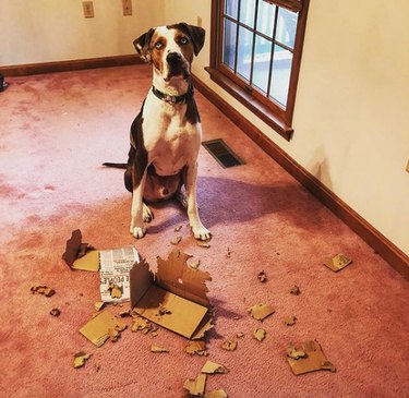 19 Dogs Likely to Get into Trouble: What Owners Need to Know