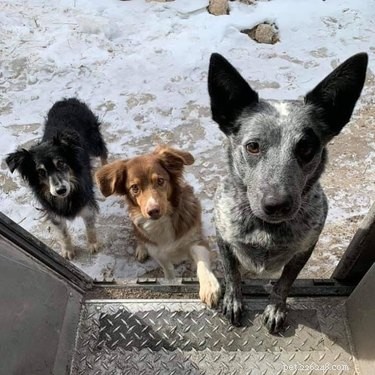17 Dogs Who Can t Wait to Meet Their UPS Delivery Driver