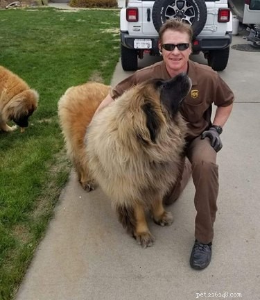 17 Dogs Who Can t Wait to Meet Their UPS Delivery Driver