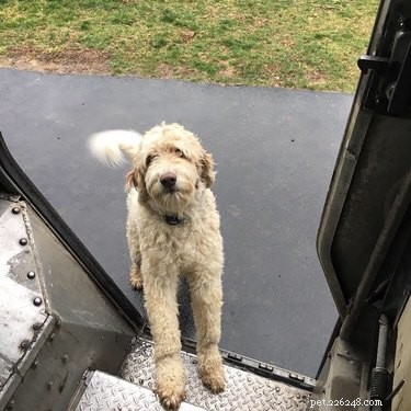 17 Dogs Who Can t Wait to Meet Their UPS Delivery Driver
