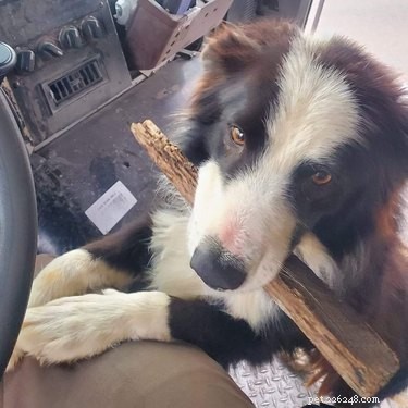 17 Dogs Who Can t Wait to Meet Their UPS Delivery Driver