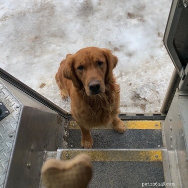 17 Dogs Who Can t Wait to Meet Their UPS Delivery Driver