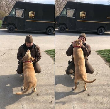17 Dogs Who Can t Wait to Meet Their UPS Delivery Driver