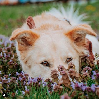 18 Heartwarming Dogs Who Took a Pause to Smell the Flowers