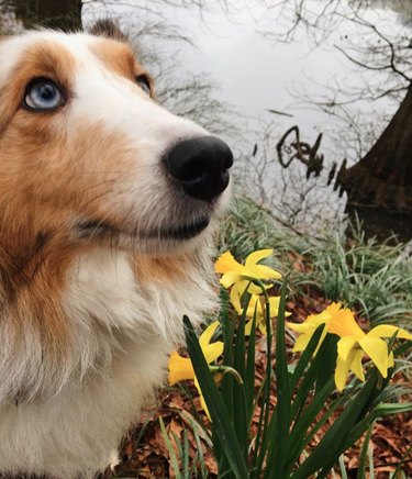 18 Heartwarming Dogs Who Took a Pause to Smell the Flowers