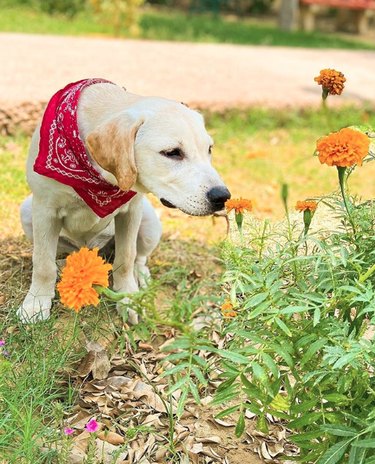18 Heartwarming Dogs Who Took a Pause to Smell the Flowers
