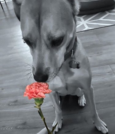 18 Heartwarming Dogs Who Took a Pause to Smell the Flowers