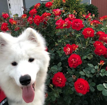 18 Heartwarming Dogs Who Took a Pause to Smell the Flowers