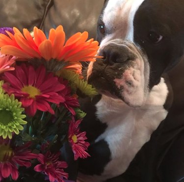 18 Heartwarming Dogs Who Took a Pause to Smell the Flowers