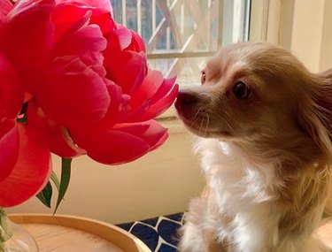 18 Heartwarming Dogs Who Took a Pause to Smell the Flowers