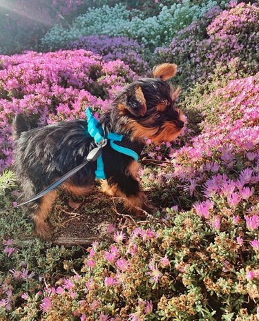 18 Heartwarming Dogs Who Took a Pause to Smell the Flowers