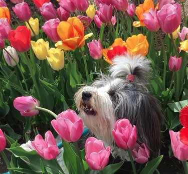 18 Heartwarming Dogs Who Took a Pause to Smell the Flowers