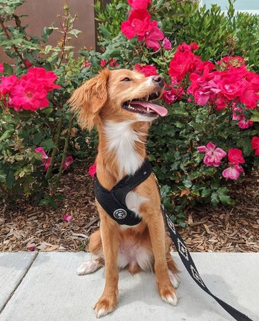 18 Heartwarming Dogs Who Took a Pause to Smell the Flowers