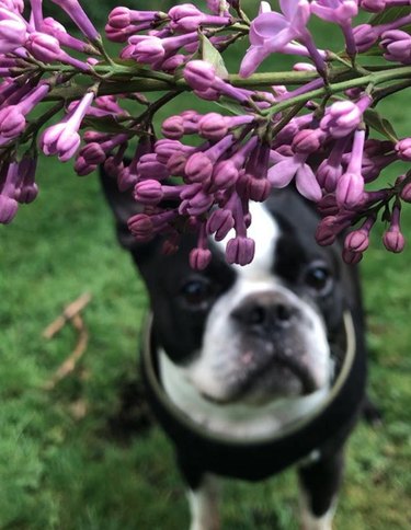 18 Heartwarming Dogs Who Took a Pause to Smell the Flowers