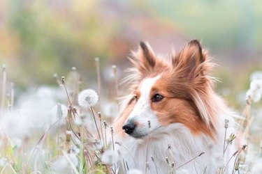18 Heartwarming Dogs Who Took a Pause to Smell the Flowers