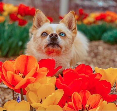 18 Heartwarming Dogs Who Took a Pause to Smell the Flowers