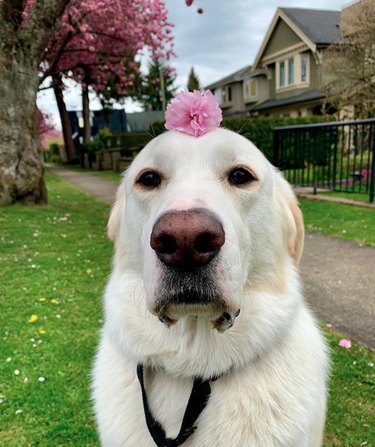 18 Heartwarming Dogs Who Took a Pause to Smell the Flowers