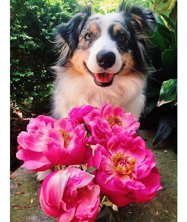 18 Heartwarming Dogs Who Took a Pause to Smell the Flowers