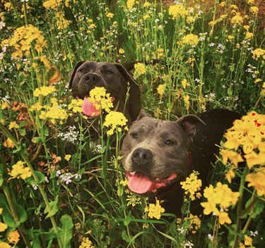 18 Heartwarming Dogs Who Took a Pause to Smell the Flowers