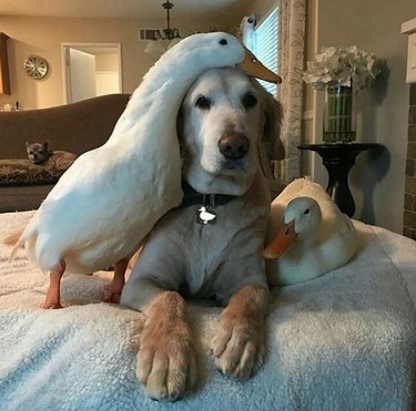 17 Heartwarming Moments of Dogs Bonding Across Species